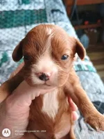 Orange collar , a male Cavalier King Charles Spaniel for sale in Greenfield, MO – Photo 3 of 10
