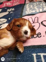 Orange collar , a male Cavalier King Charles Spaniel for sale in Greenfield, MO – Photo 10 of 10