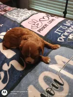 Orange collar , a male Cavalier King Charles Spaniel for sale in Greenfield, MO – Photo 1 of 10