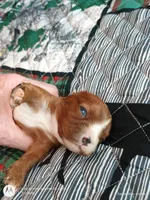 Orange collar , a male Cavalier King Charles Spaniel for sale in Greenfield, MO – Photo 8 of 10