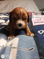 Orange collar , a male Cavalier King Charles Spaniel for sale in Greenfield, MO – Photo 4 of 10