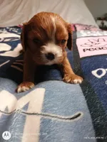 Orange collar , a male Cavalier King Charles Spaniel for sale in Greenfield, MO – Photo 2 of 10
