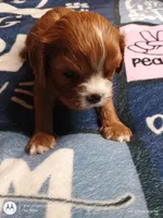 Orange collar , a male Cavalier King Charles Spaniel for sale in Greenfield, MO – Photo 6 of 10