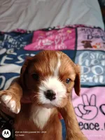 Orange collar , a male Cavalier King Charles Spaniel for sale in Greenfield, MO – Photo 3 of 10