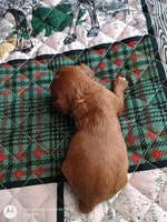 Orange collar , a male Cavalier King Charles Spaniel for sale in Greenfield, MO – Photo 10 of 10
