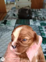 Orange collar , a male Cavalier King Charles Spaniel for sale in Greenfield, MO – Photo 5 of 10