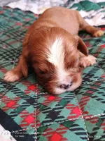 Orange collar , a male Cavalier King Charles Spaniel for sale in Greenfield, MO – Photo 7 of 10
