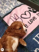 Orange collar , a male Cavalier King Charles Spaniel for sale in Greenfield, MO – Photo 8 of 10