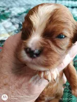 Orange collar , a male Cavalier King Charles Spaniel for sale in Greenfield, MO – Photo 2 of 10