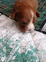 Orange collar , a male Cavalier King Charles Spaniel for sale in Greenfield, MO – Photo 6 of 10