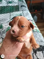 Orange collar , a male Cavalier King Charles Spaniel for sale in Greenfield, MO – Photo 4 of 10