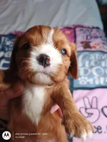 Orange collar , a male Cavalier King Charles Spaniel for sale in Greenfield, MO – Photo 5 of 10