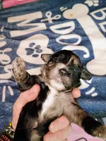 Red collar, a female Cavapoo for sale in Greenfield, MO – 6 of 10