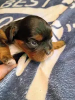 Black and tan, a male Cavalier King Charles Spaniel for sale in Greenfield, MO – 4 of 10