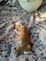 Orange collar, a male Cavalier King Charles Spaniel for sale in Greenfield, MO – 9 of 10