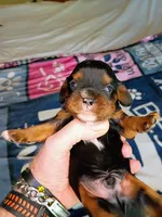 Black and tan, a male Cavalier King Charles Spaniel for sale in Greenfield, MO – 9 of 10