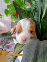 Blue collar, a male Cavalier King Charles Spaniel for sale in Greenfield, MO – 6 of 10