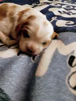 Blenheim female , a female Cavalier King Charles Spaniel for sale in Greenfield, MO – 4 of 10