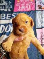 Orange collar, a female Cavapoo for sale in Greenfield, MO – 7 of 10