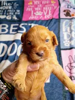 Orange collar, a female Cavapoo for sale in Greenfield, MO – 3 of 10