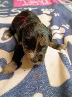 Red collar, a female Cavapoo for sale in Greenfield, MO – 8 of 10