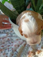 Orange collar, a male Cavalier King Charles Spaniel for sale in Greenfield, MO – 2 of 10