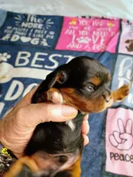 Black and tan, a male Cavalier King Charles Spaniel for sale in Greenfield, MO – 5 of 10