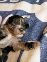 Red collar, a female Cavapoo for sale in Greenfield, MO – 5 of 10
