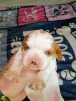 Blenheim female , a female Cavalier King Charles Spaniel for sale in Greenfield, MO – 8 of 10