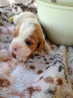 Blue collar, a male Cavalier King Charles Spaniel for sale in Greenfield, MO – 4 of 10