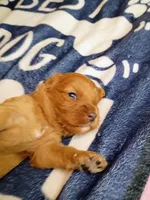 Orange collar, a female Cavapoo for sale in Greenfield, MO – 4 of 10