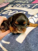 Black and tan, a male Cavalier King Charles Spaniel for sale in Greenfield, MO – 10 of 10