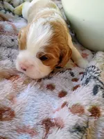 Blue collar, a male Cavalier King Charles Spaniel for sale in Greenfield, MO – 10 of 10