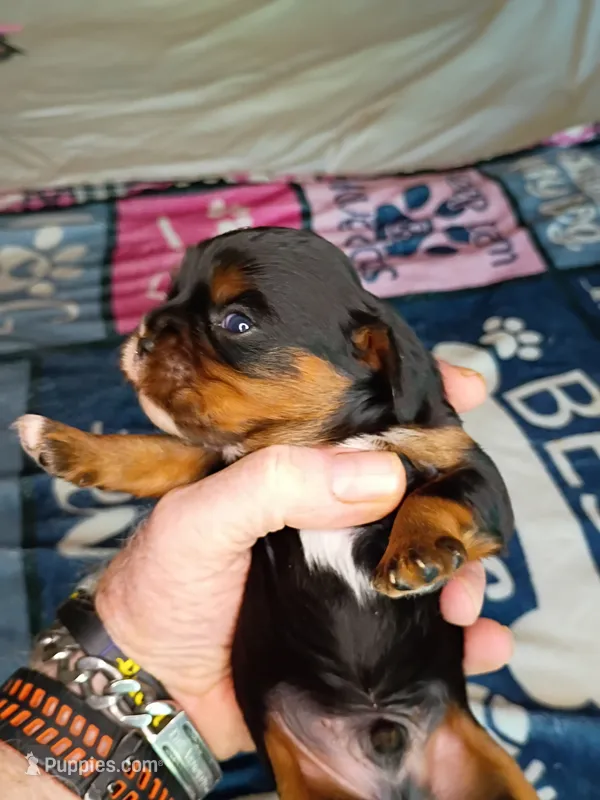 Black and tan – Cavalier King Charles Spaniel puppy for sale in Greenfield, MO