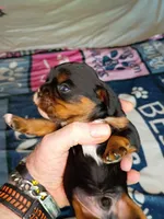 Black and tan, a male Cavalier King Charles Spaniel for sale in Greenfield, MO – 1 of 10