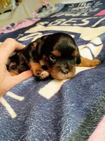 Black and tan, a male Cavalier King Charles Spaniel for sale in Greenfield, MO – 8 of 10