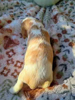Blue collar, a male Cavalier King Charles Spaniel for sale in Greenfield, MO – 8 of 10