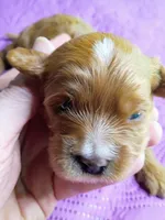 Red collar , a male Cavapoo for sale in Greenfield, MO – 3 of 8