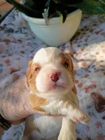 Orange collar, a male Cavalier King Charles Spaniel for sale in Greenfield, MO – 1 of 10