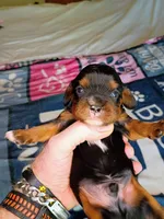 Black and tan, a male Cavalier King Charles Spaniel for sale in Greenfield, MO – 7 of 10