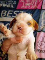 Blenheim female , a female Cavalier King Charles Spaniel for sale in Greenfield, MO – 7 of 10