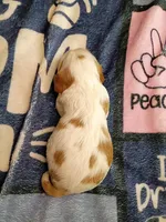 Blenheim female , a female Cavalier King Charles Spaniel for sale in Greenfield, MO – 2 of 10