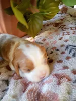 Blue collar, a male Cavalier King Charles Spaniel for sale in Greenfield, MO – 5 of 10