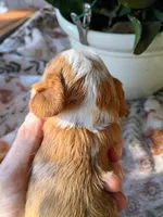 Orange collar, a male Cavalier King Charles Spaniel for sale in Greenfield, MO – 8 of 10