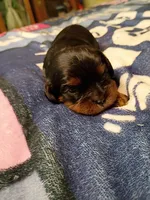 Black and tan, a male Cavalier King Charles Spaniel for sale in Greenfield, MO – 2 of 10