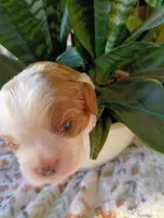 Orange collar, a male Cavalier King Charles Spaniel for sale in Greenfield, MO – 3 of 10