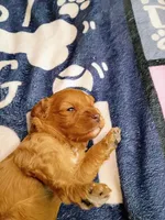 Orange collar, a female Cavapoo for sale in Greenfield, MO – 9 of 10