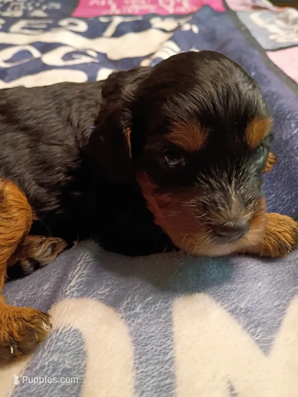 Blue collar – Cavapoo puppy for sale in Greenfield, MO