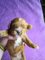 Red collar , a male Cavapoo for sale in Greenfield, MO – 8 of 8