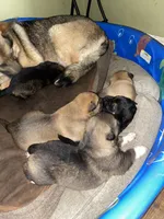 Newbies, a male German Shepherd Dog and Caucasian Ovcharka for sale in Golden Valley, MN – Photo 3 of 3